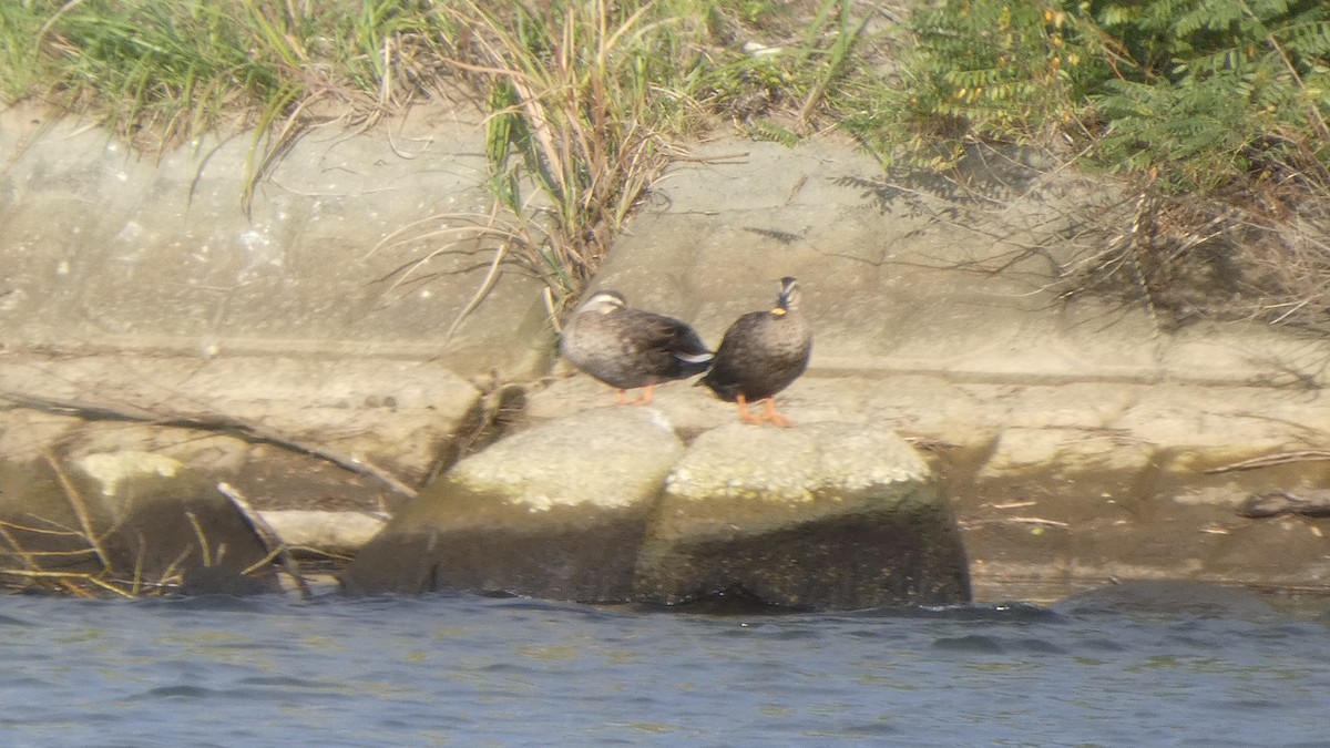 Eastern Spot-billed Duck - ML643219423