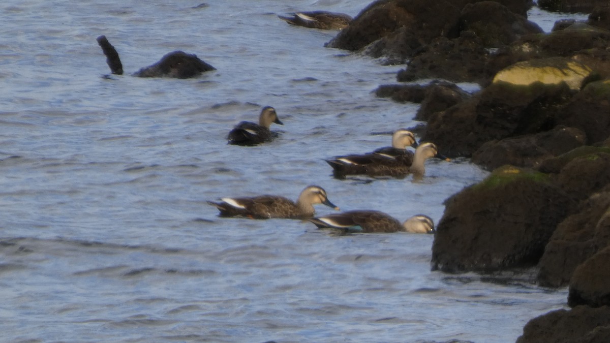 Eastern Spot-billed Duck - ML643219424