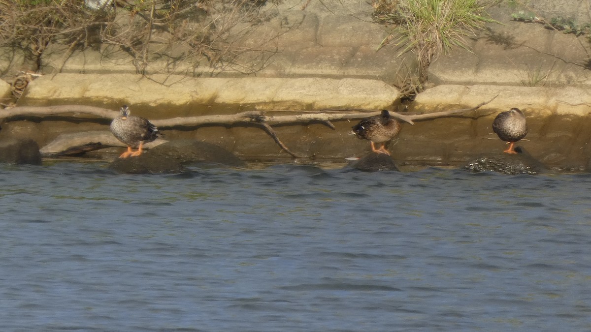 Eastern Spot-billed Duck - ML643219425