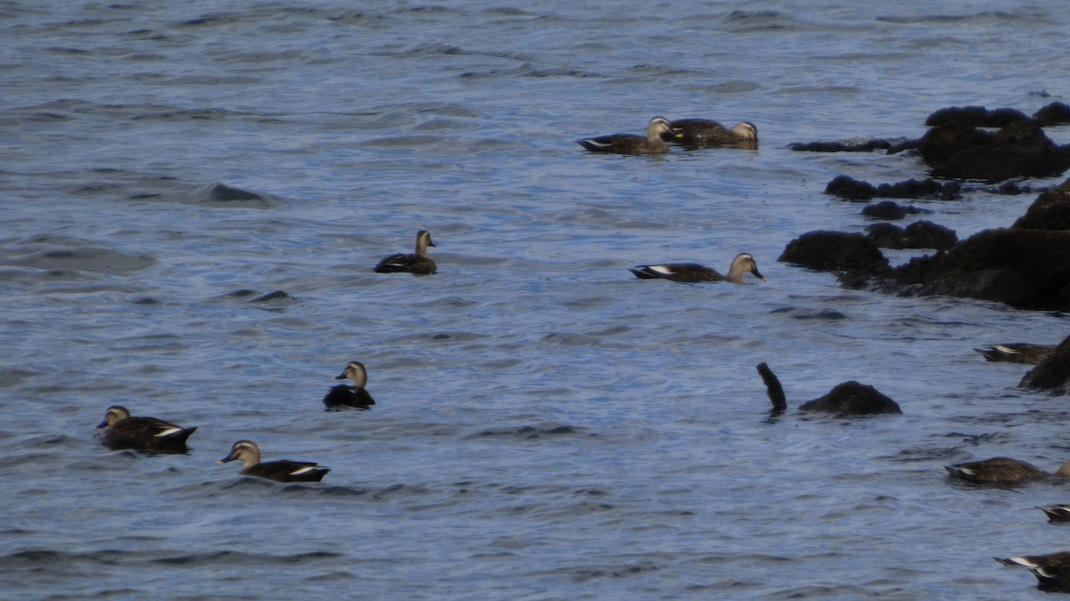 Eastern Spot-billed Duck - ML643219426