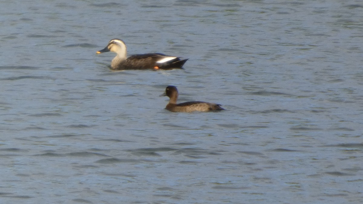 Eastern Spot-billed Duck - ML643219434