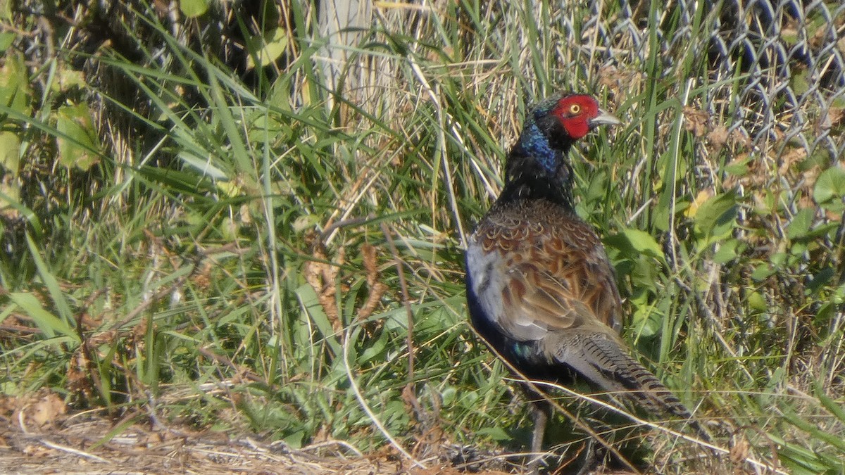 Green Pheasant - ML643219450