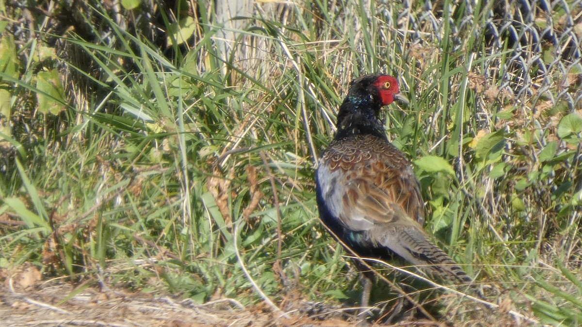 Green Pheasant - ML643219451