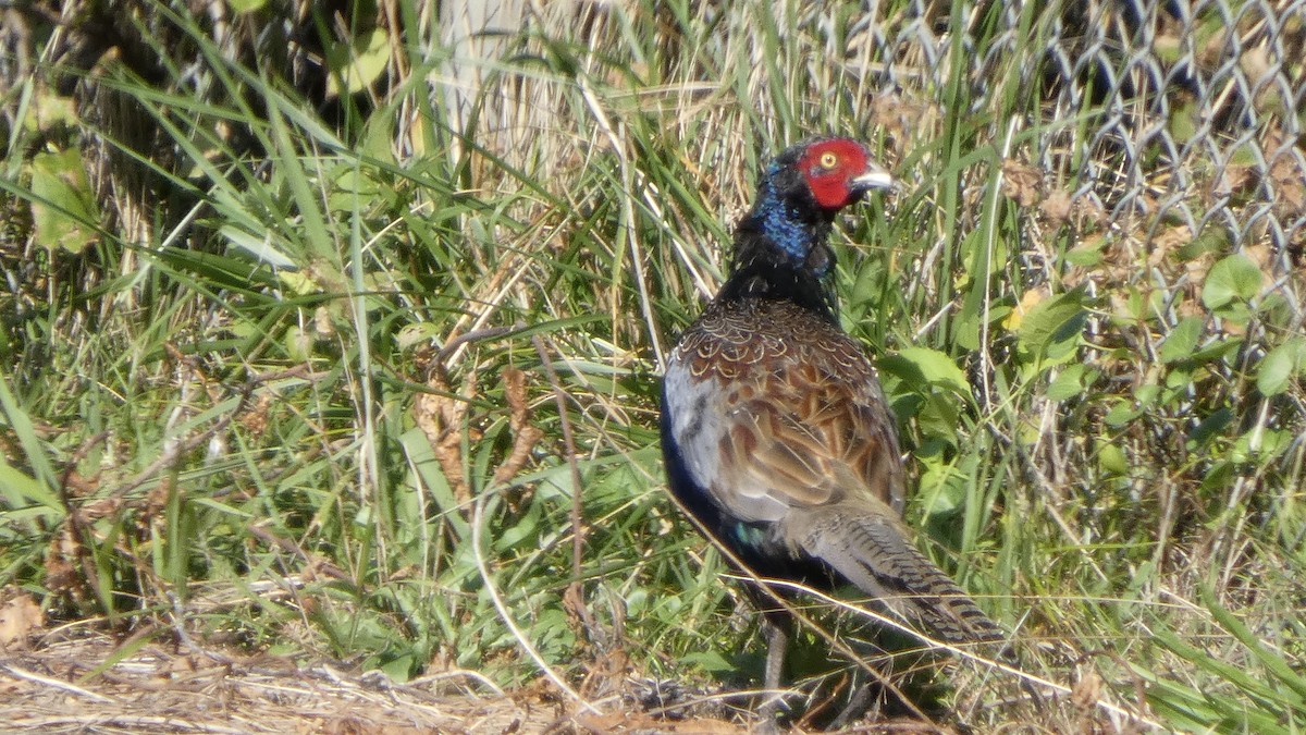 Green Pheasant - ML643219453