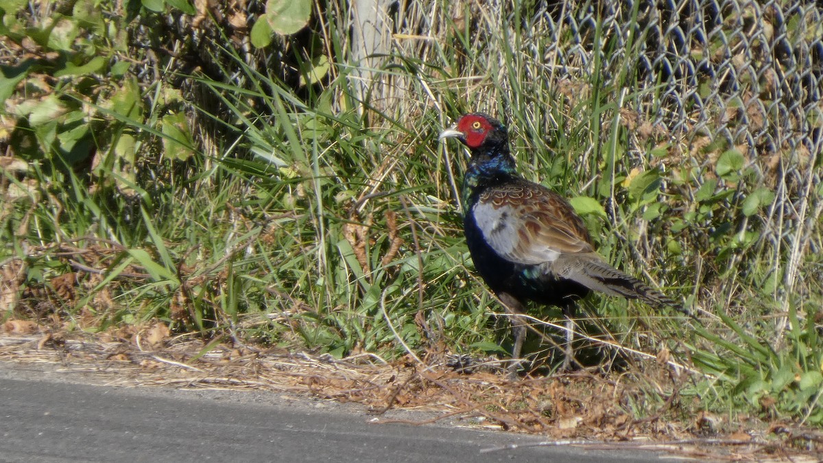 Green Pheasant - ML643219454