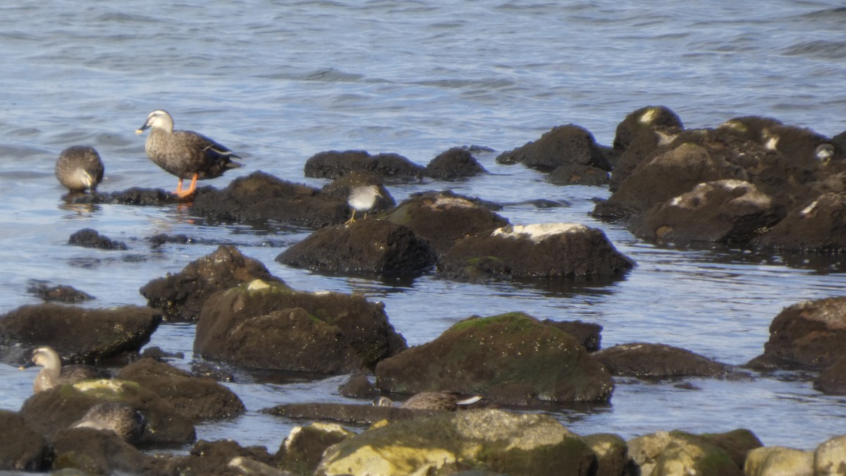 Eastern Spot-billed Duck - ML643219461