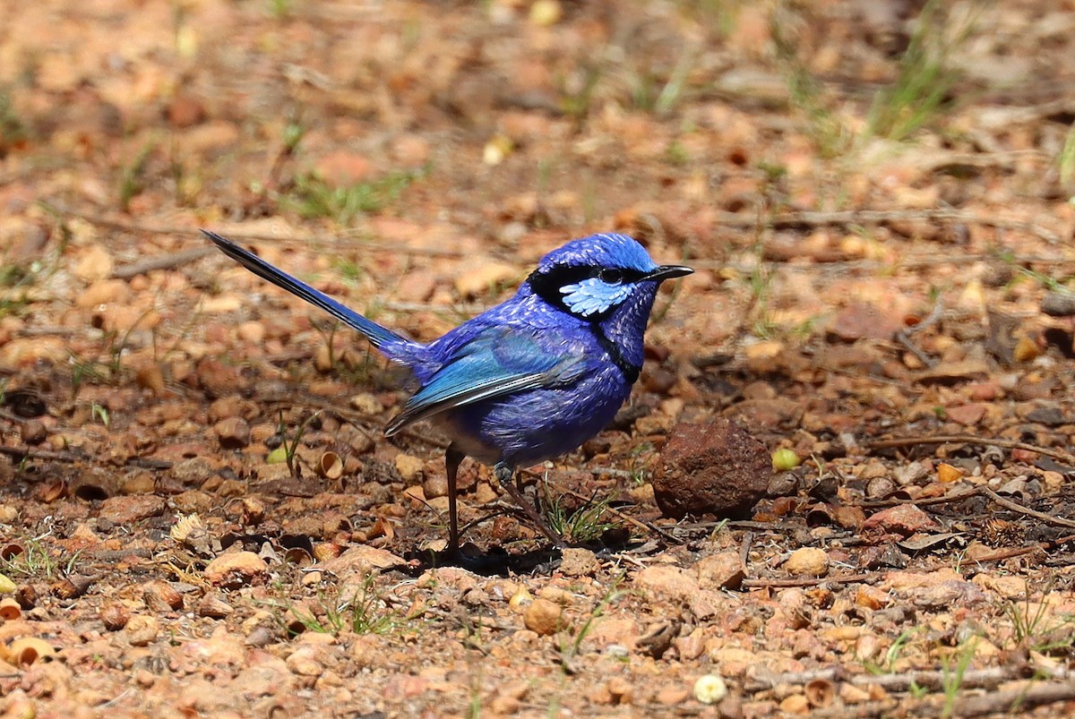 Splendid Fairywren - ML643219467