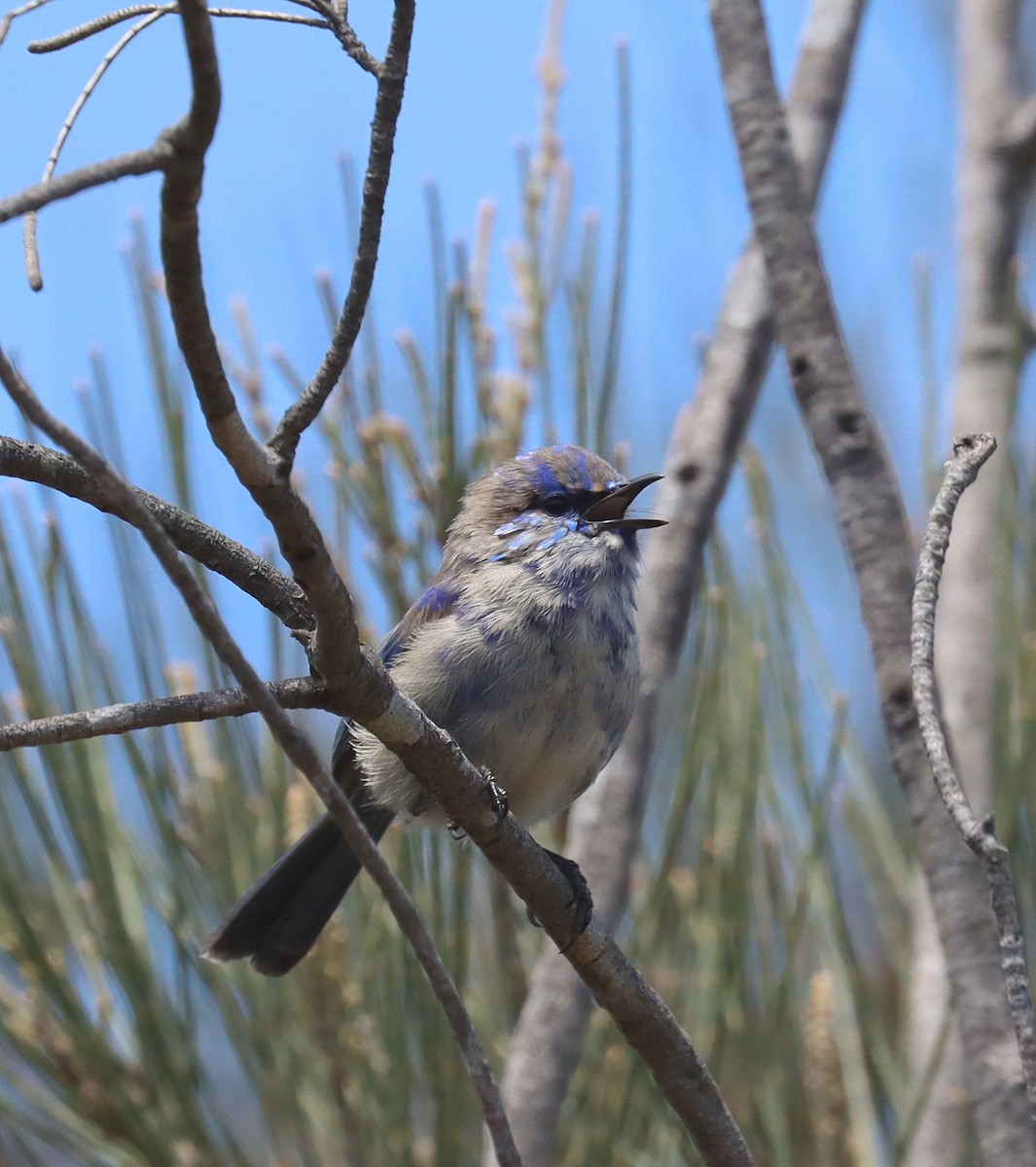 Splendid Fairywren - ML643219468