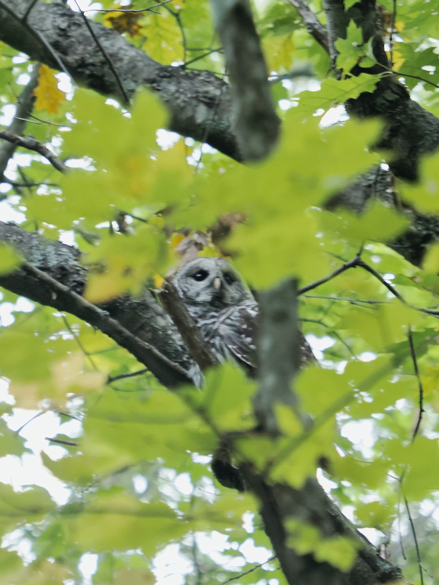 Barred Owl - ML643219472