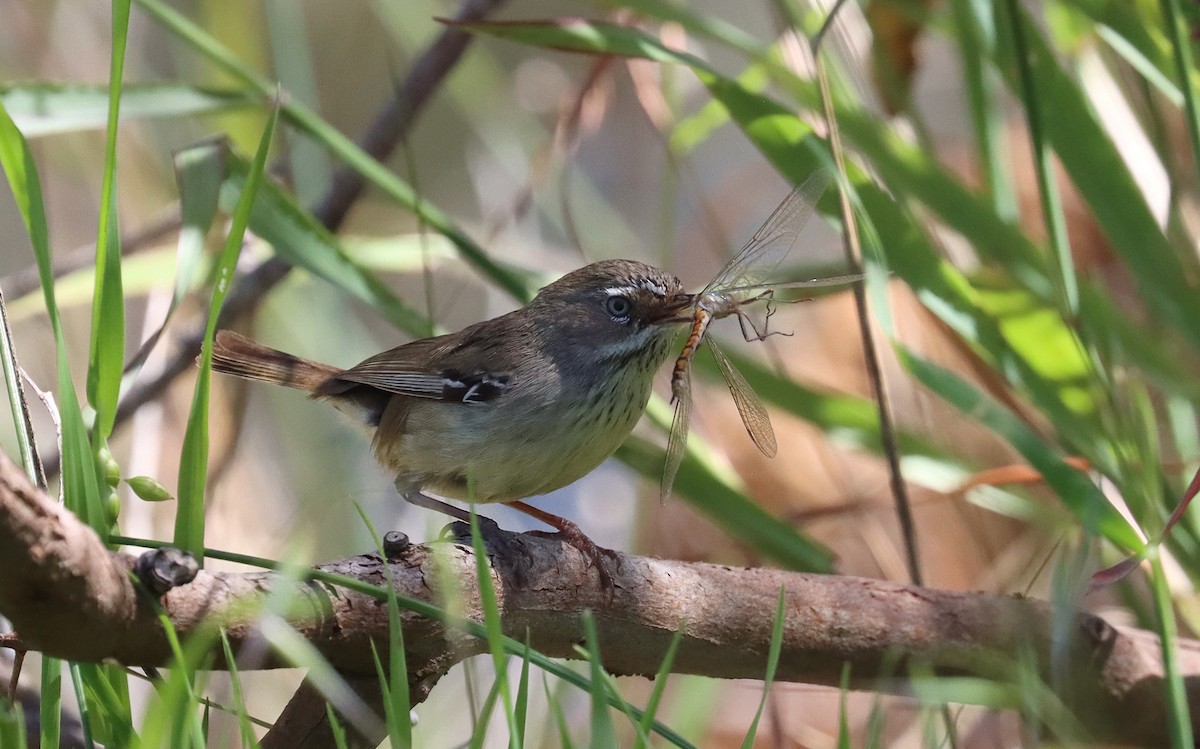 Spotted Scrubwren - ML643219474