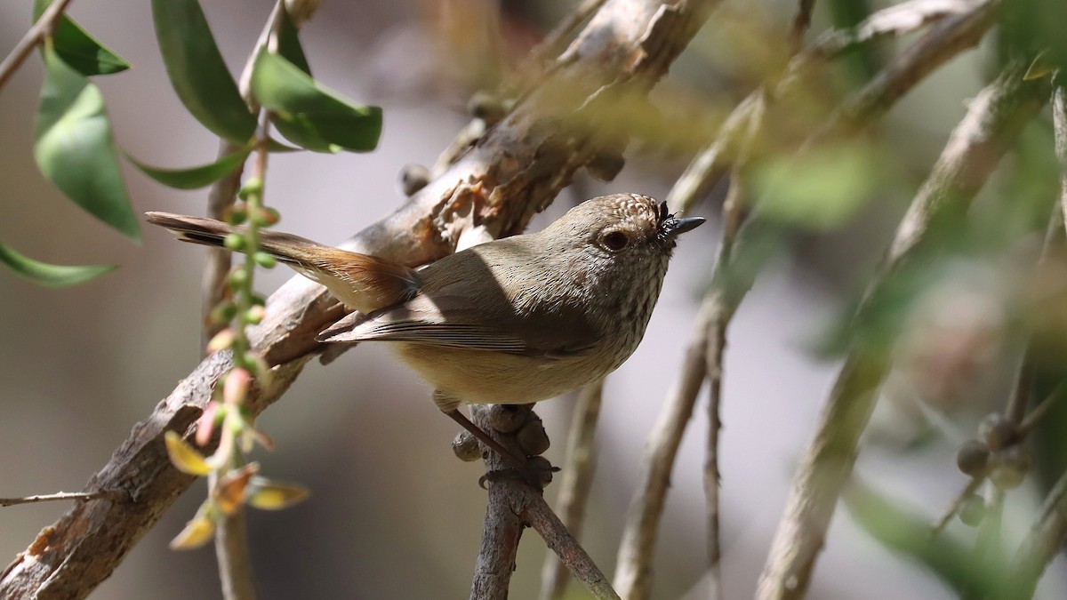 Inland Thornbill - ML643219480