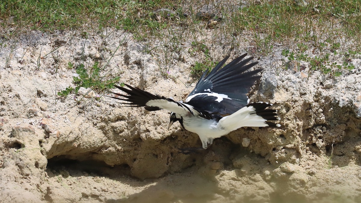 Magpie-lark - ML643219490