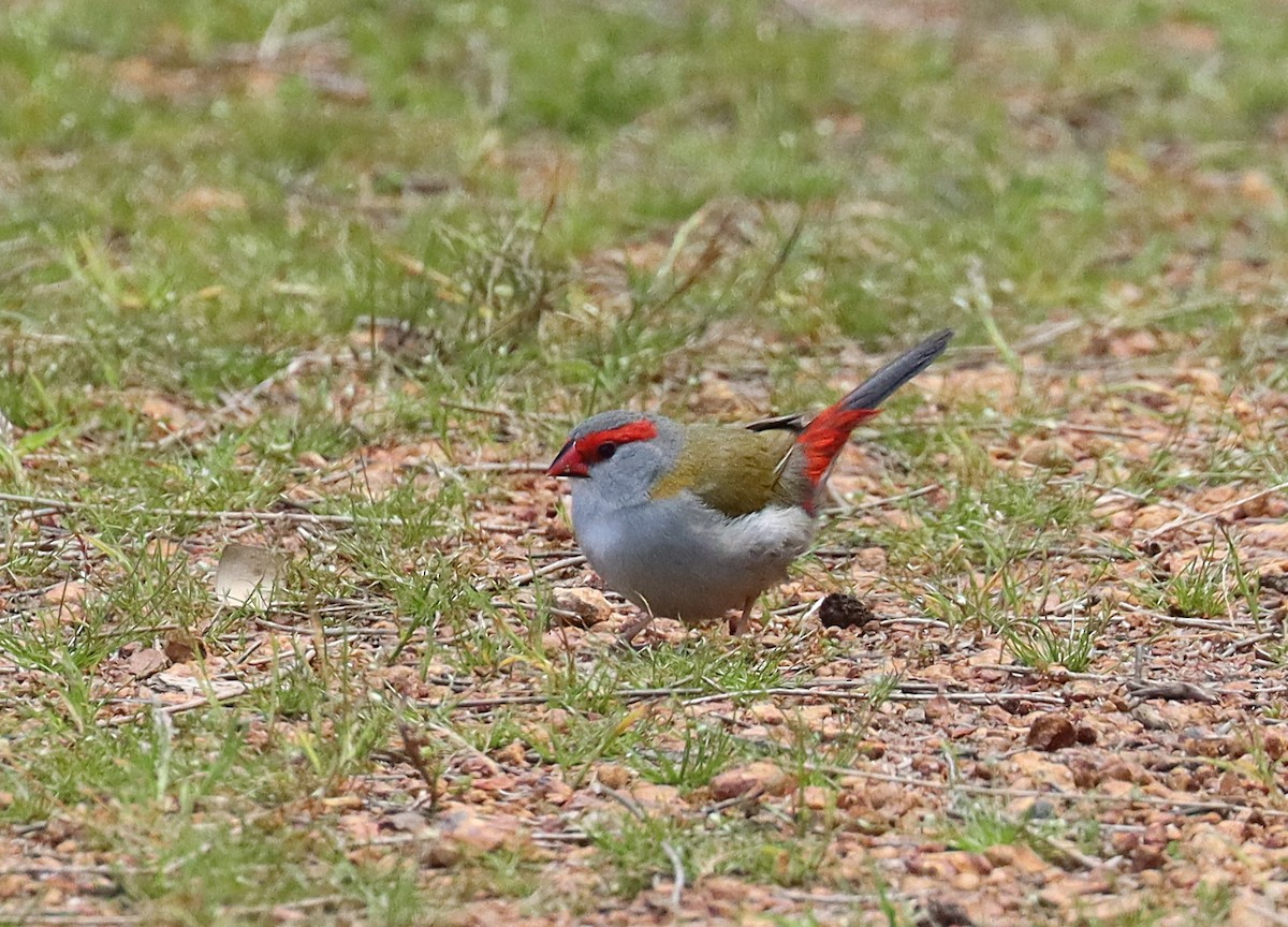 Red-browed Firetail - ML643219501