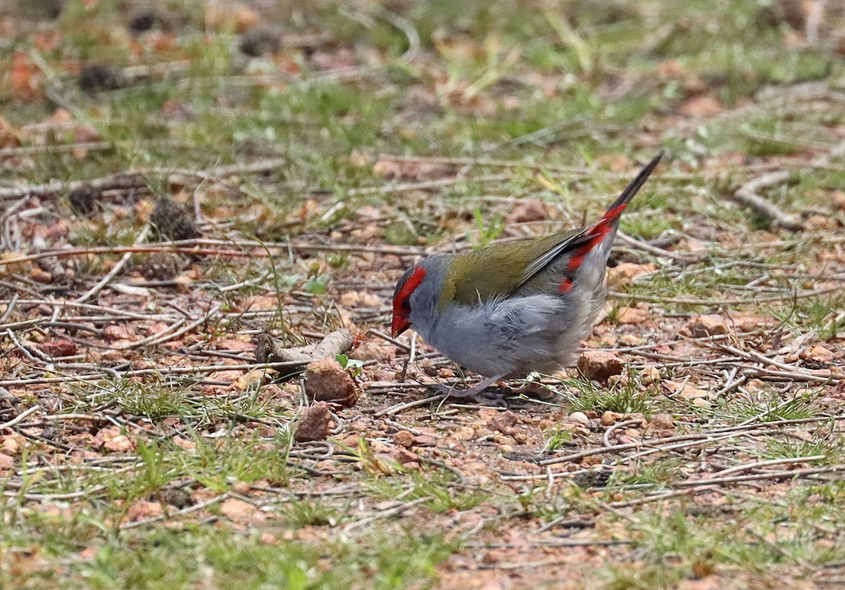 Red-browed Firetail - ML643219502