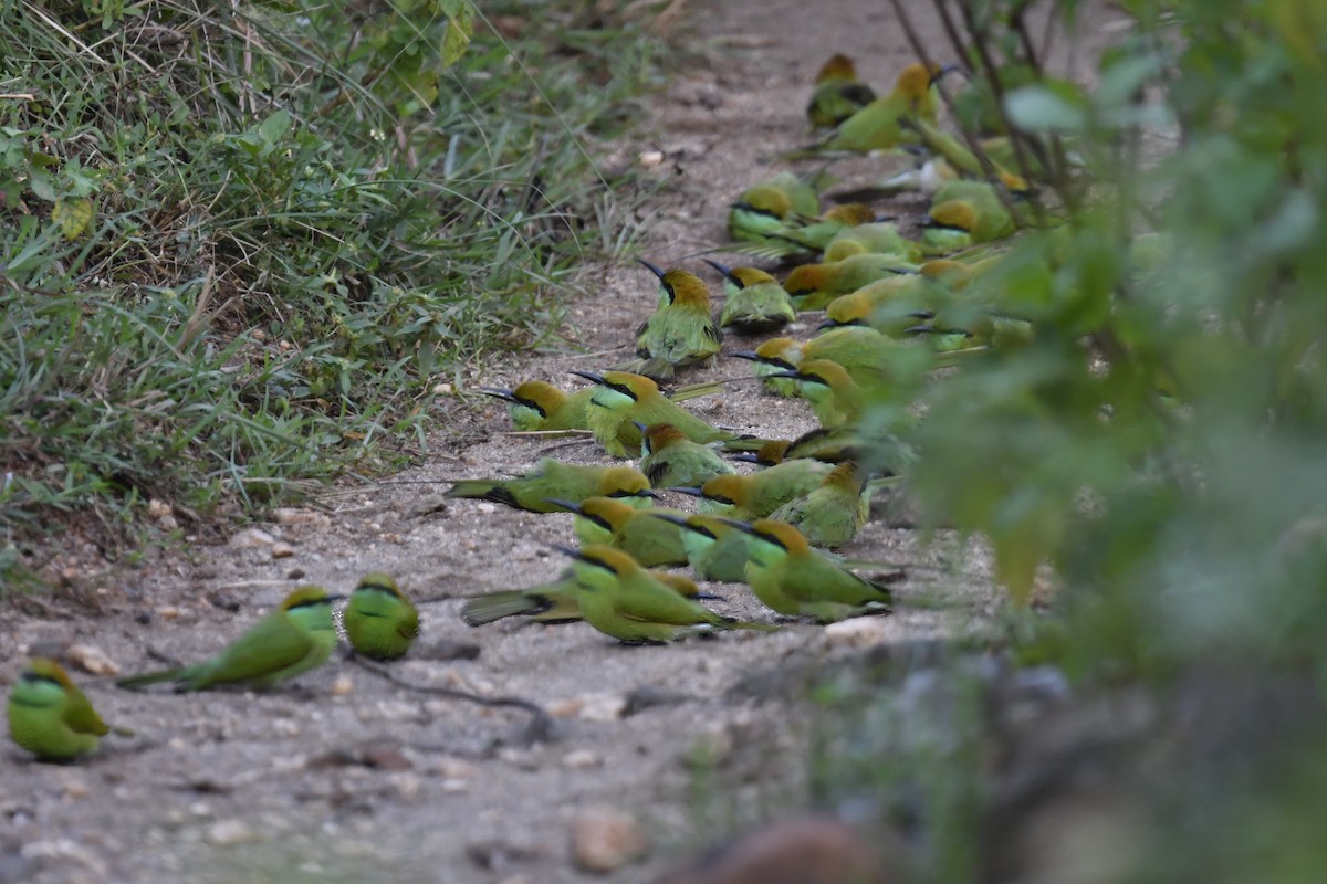 Asian Green Bee-eater - ML643219523