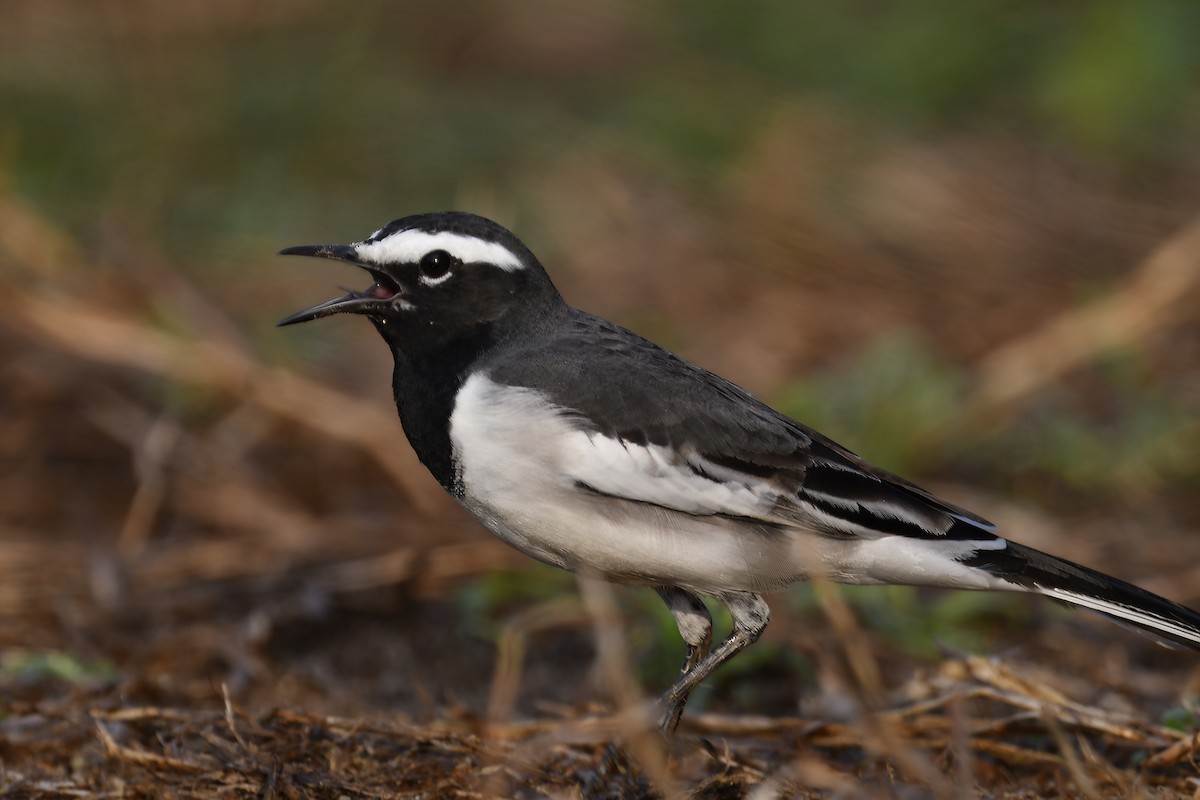 White-browed Wagtail - ML643219529