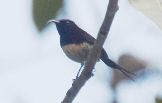 Black-throated Sunbird - ML643219547