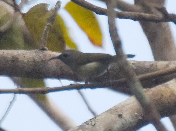 Black-throated Sunbird - ML643219551