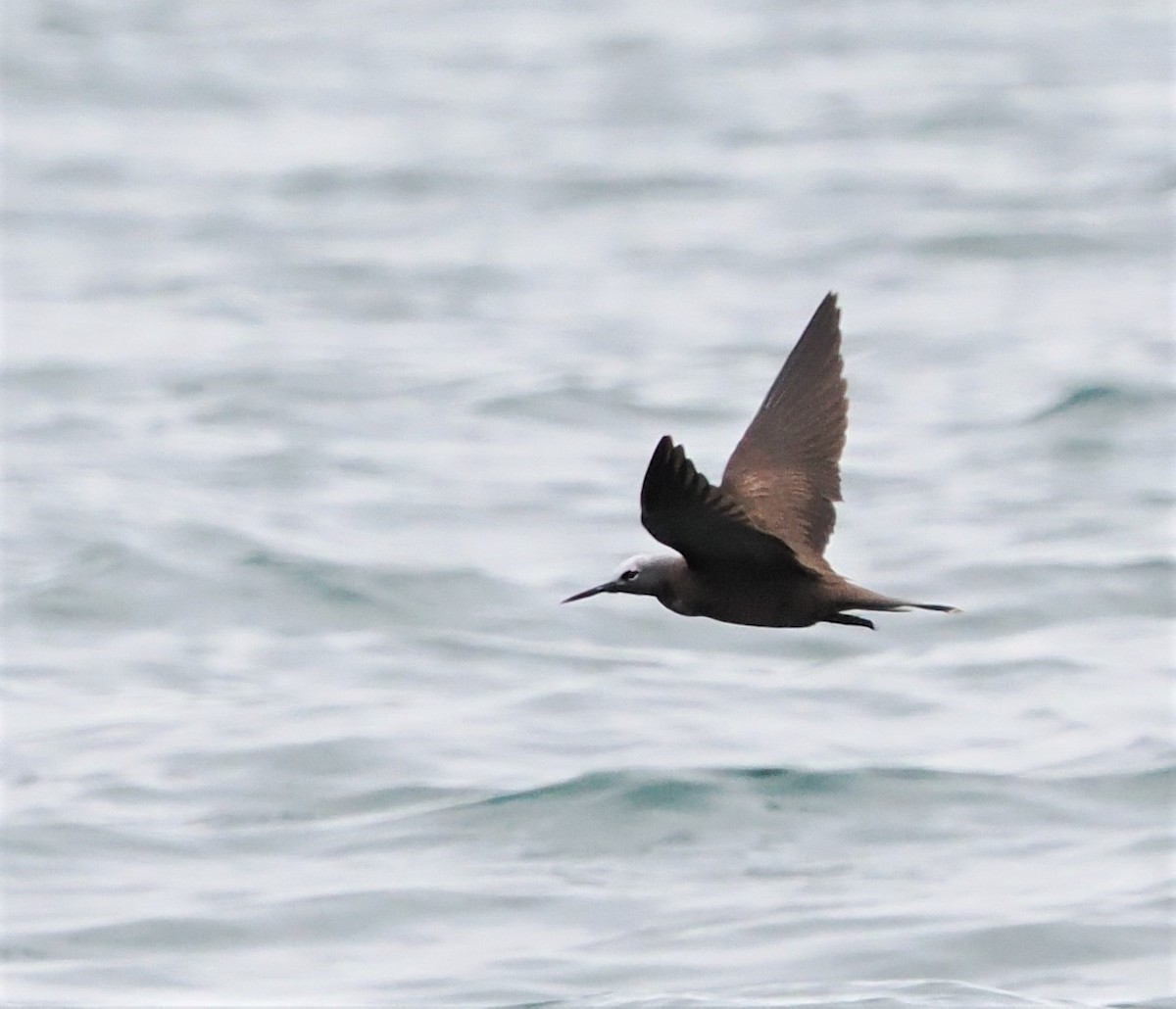 Lesser Noddy - ML643219553
