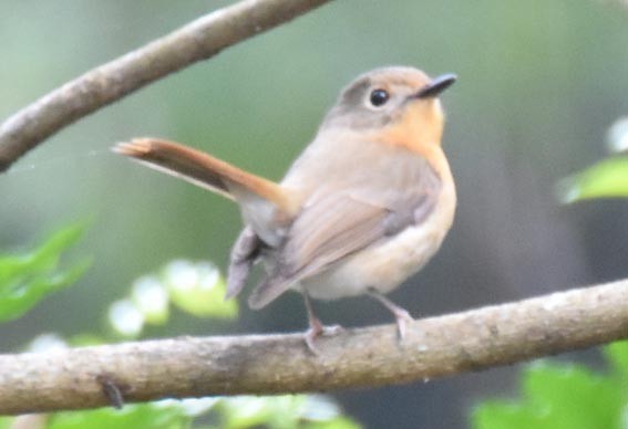 Blue-throated Flycatcher - ML643219558