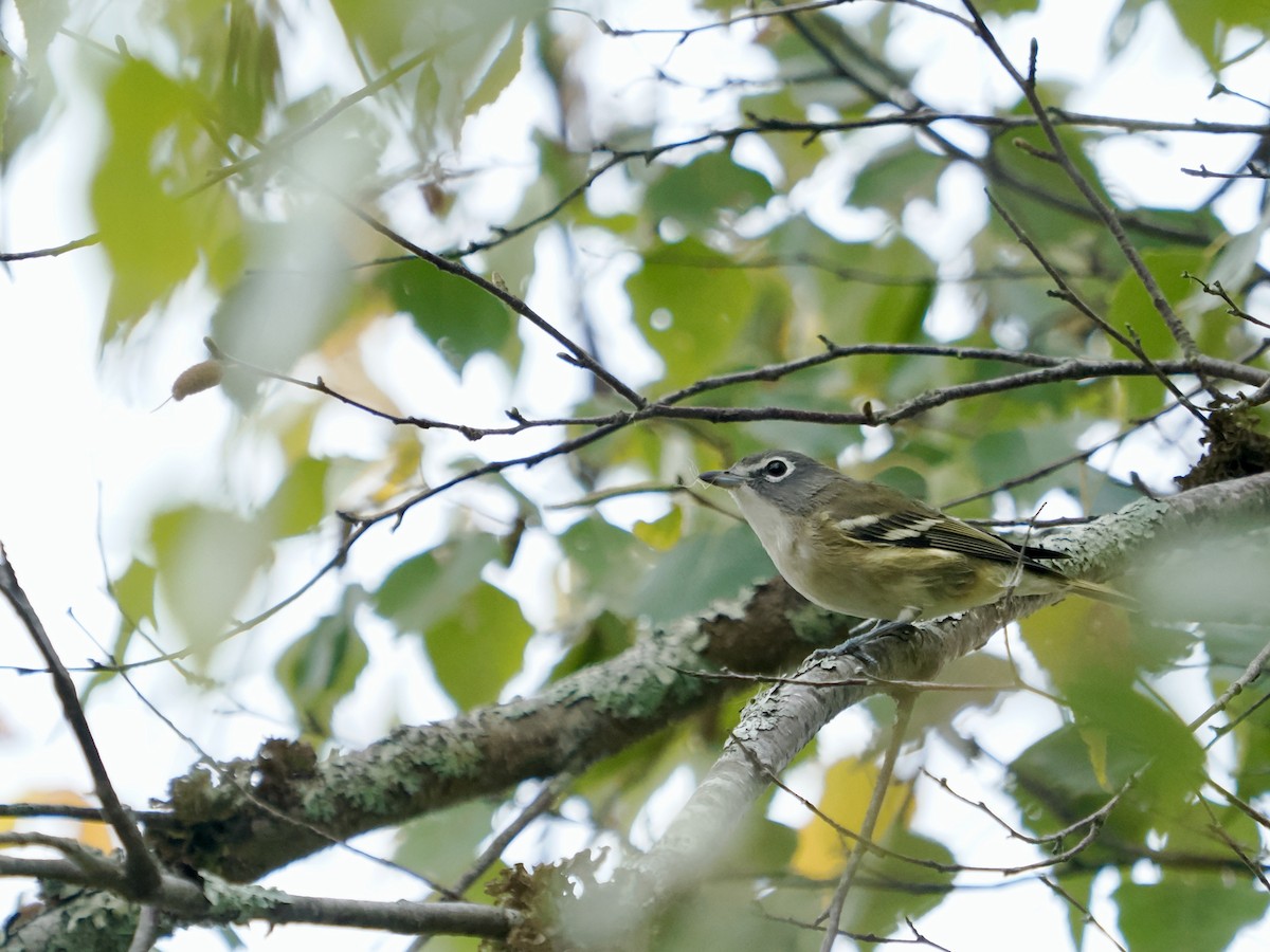 Blue-headed Vireo - ML643219559