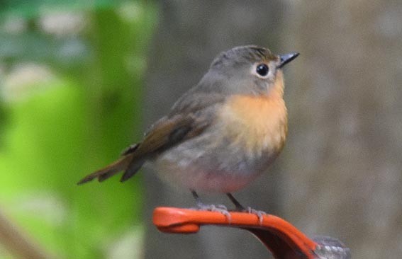 Blue-throated Flycatcher - ML643219560