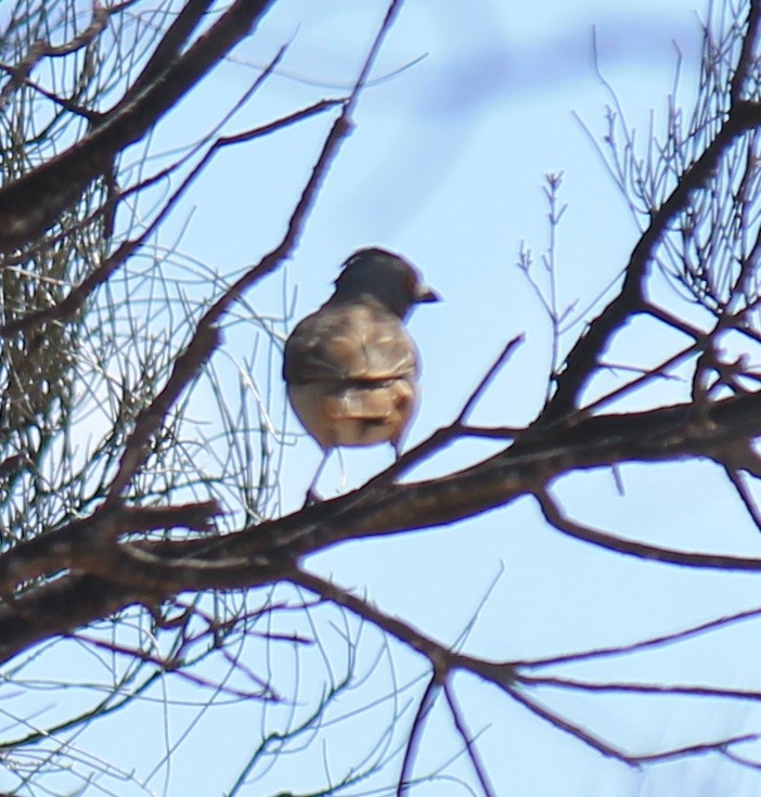 Crested Bellbird - ML643219562