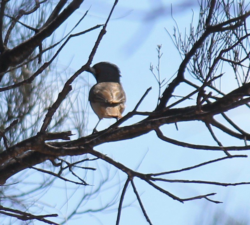 Crested Bellbird - ML643219563