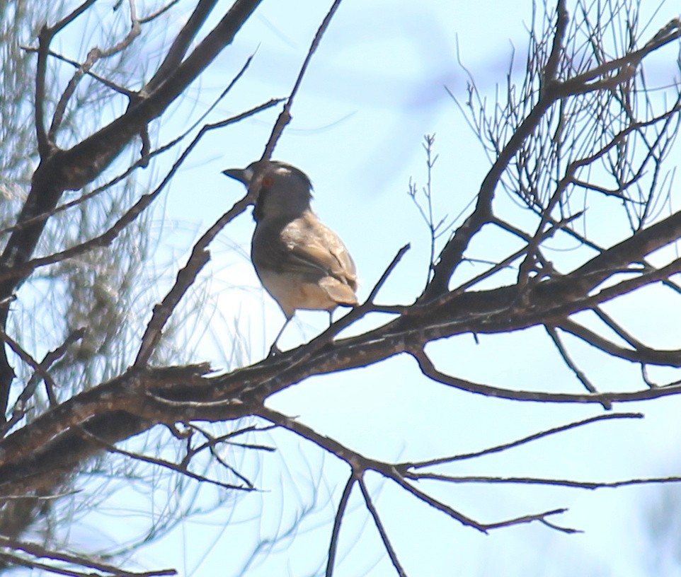 Crested Bellbird - ML643219564