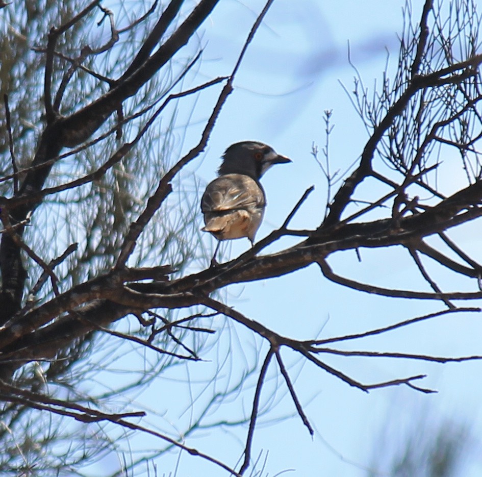 Crested Bellbird - ML643219565