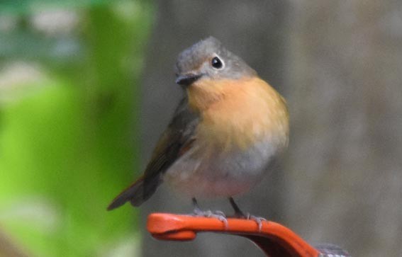 Blue-throated Flycatcher - ML643219573