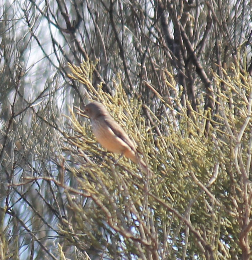 Rufous Whistler - ML643219583