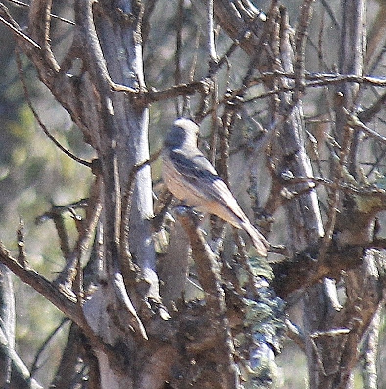 Rufous Whistler - ML643219584