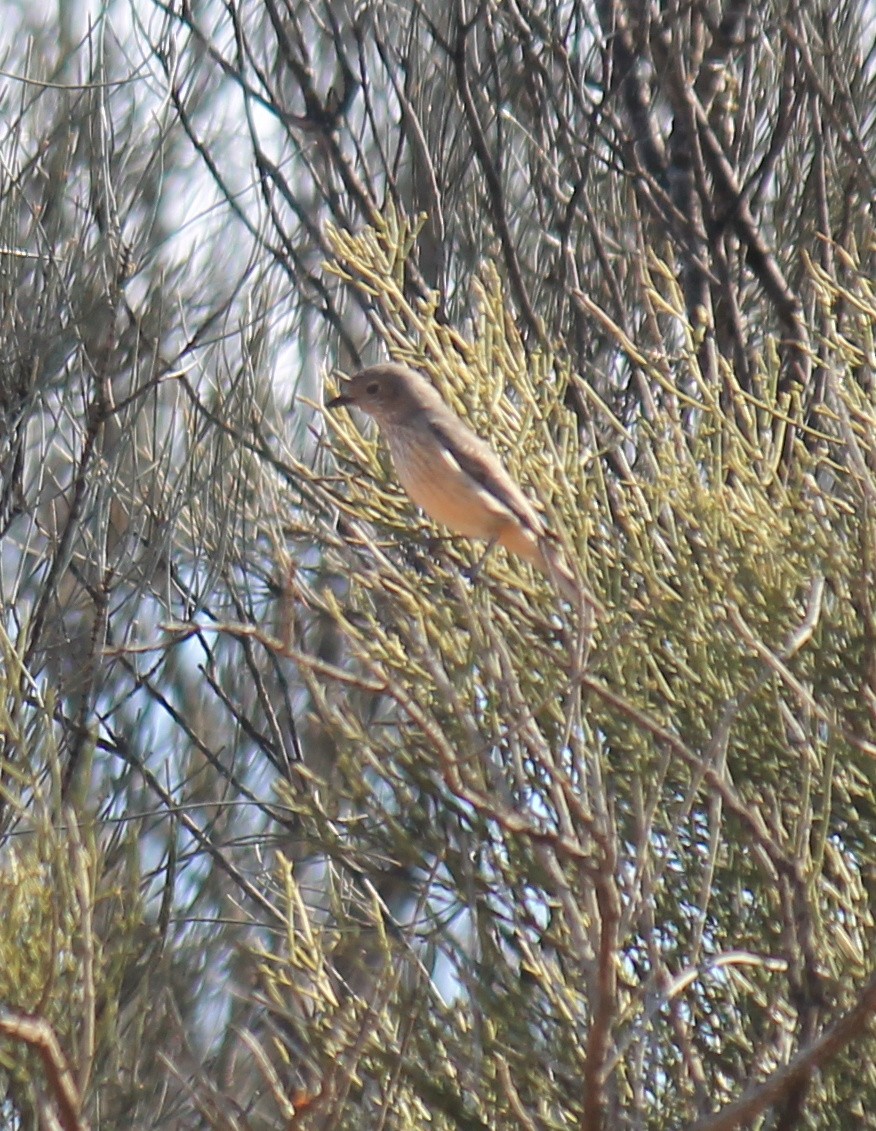 Rufous Whistler - ML643219585