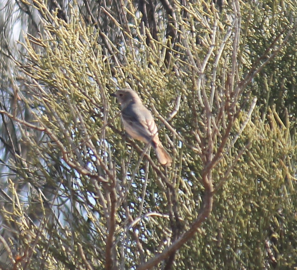 Rufous Whistler - ML643219586