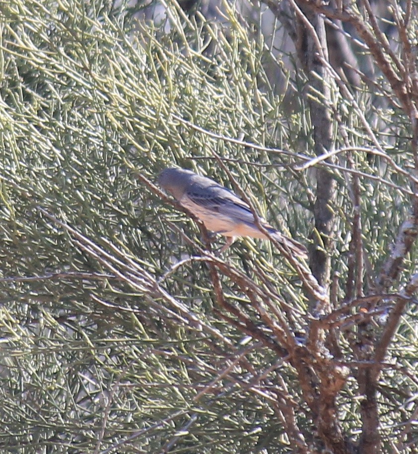 Rufous Whistler - ML643219587