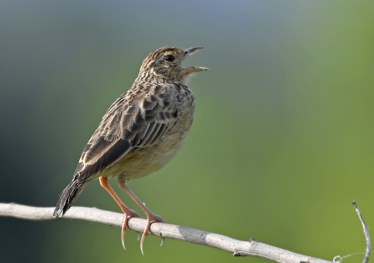 Jerdon's Bushlark - ML643219598