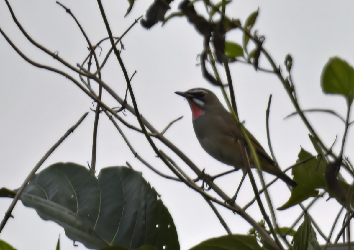 Siberian Rubythroat - ML643219603