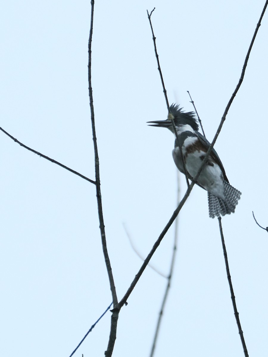 Belted Kingfisher - ML643219608