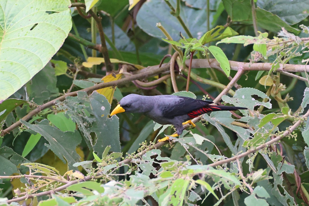 Finch-billed Myna - ML643219610
