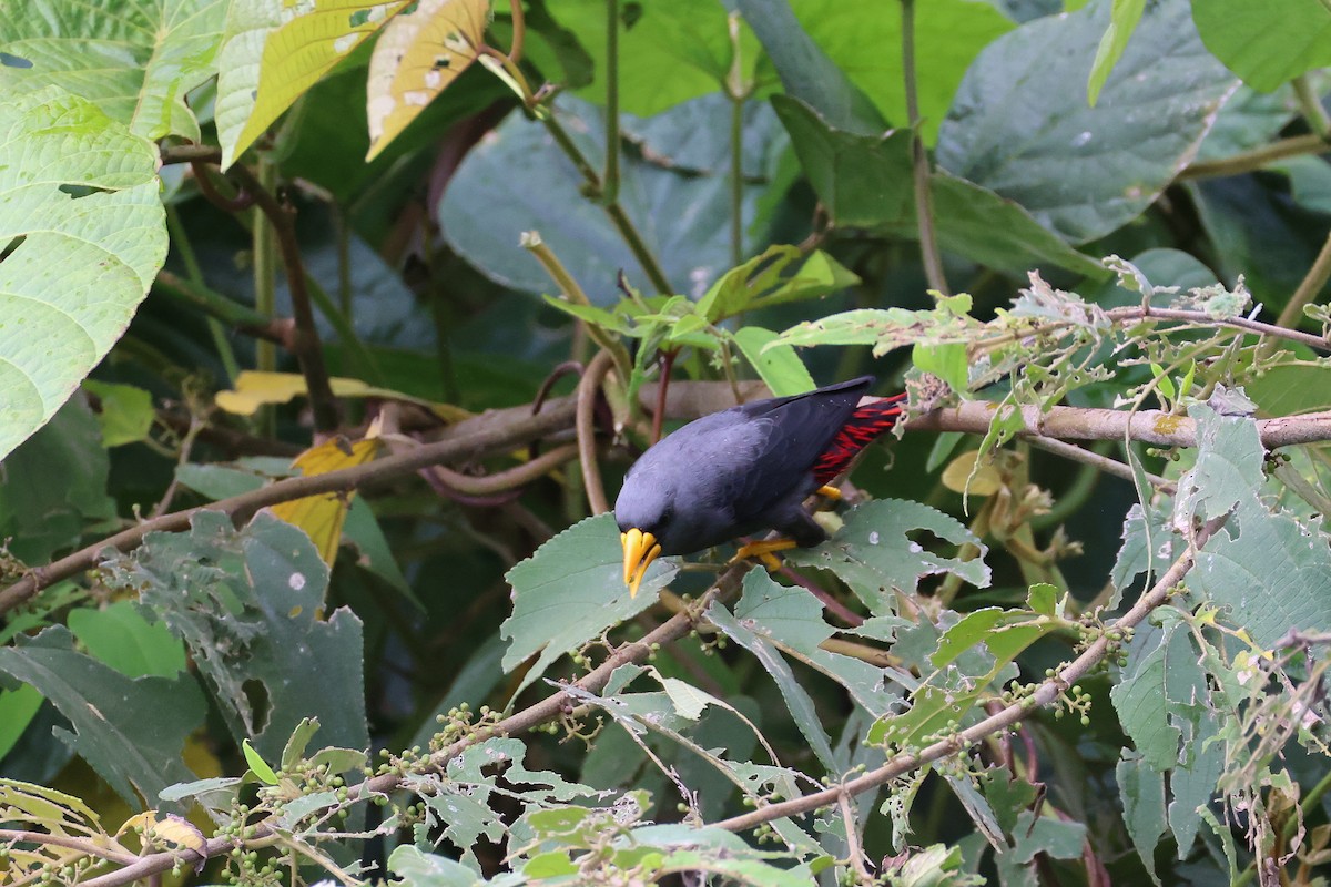 Finch-billed Myna - ML643219611