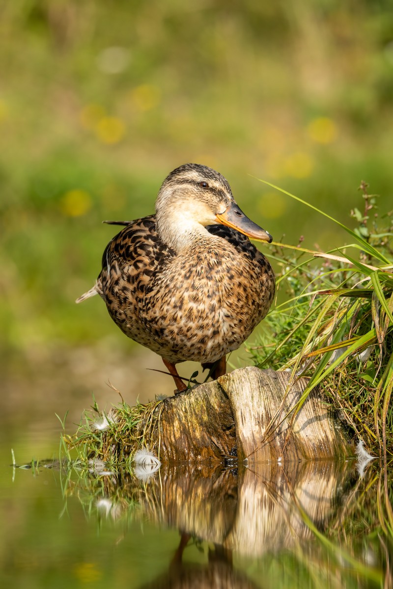 Mallard - ML643219635