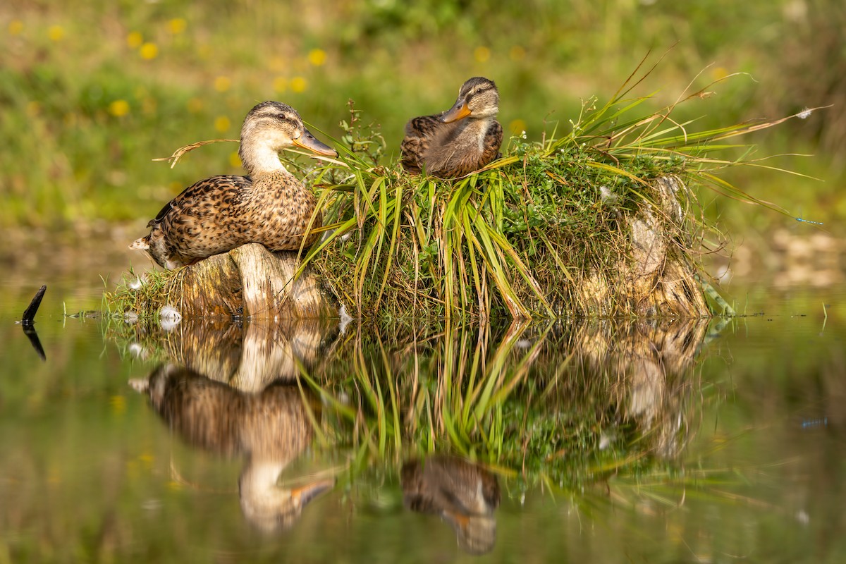 Mallard - ML643219636