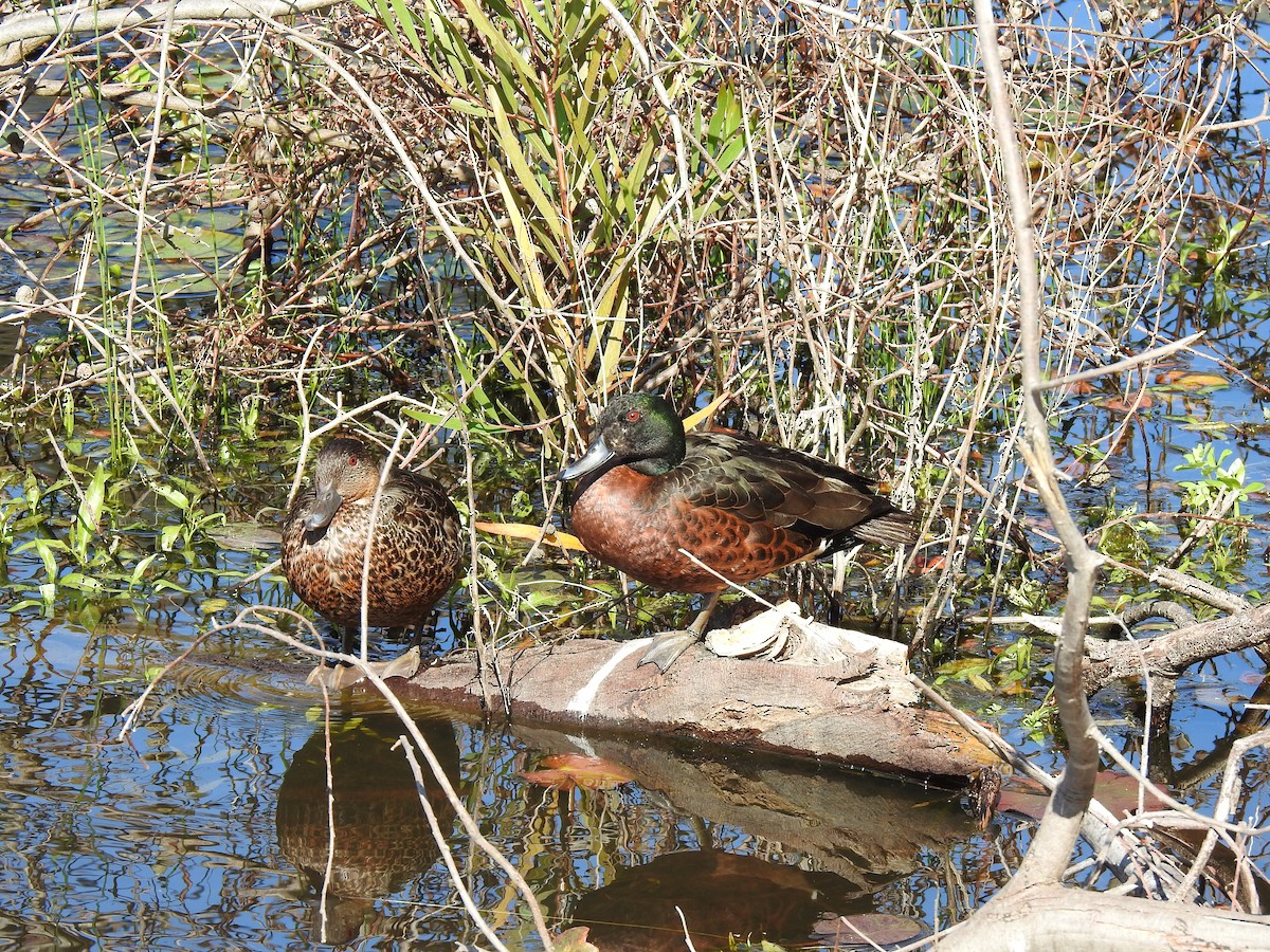 Chestnut Teal - ML643219637