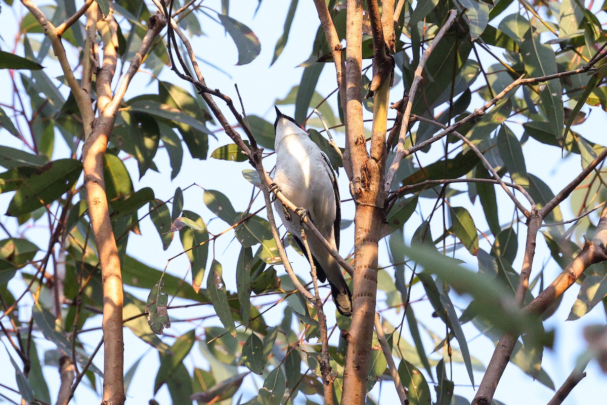 White-winged Triller - ML643219645