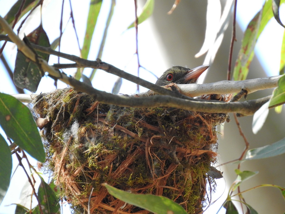 Olive-backed Oriole - ML643219657