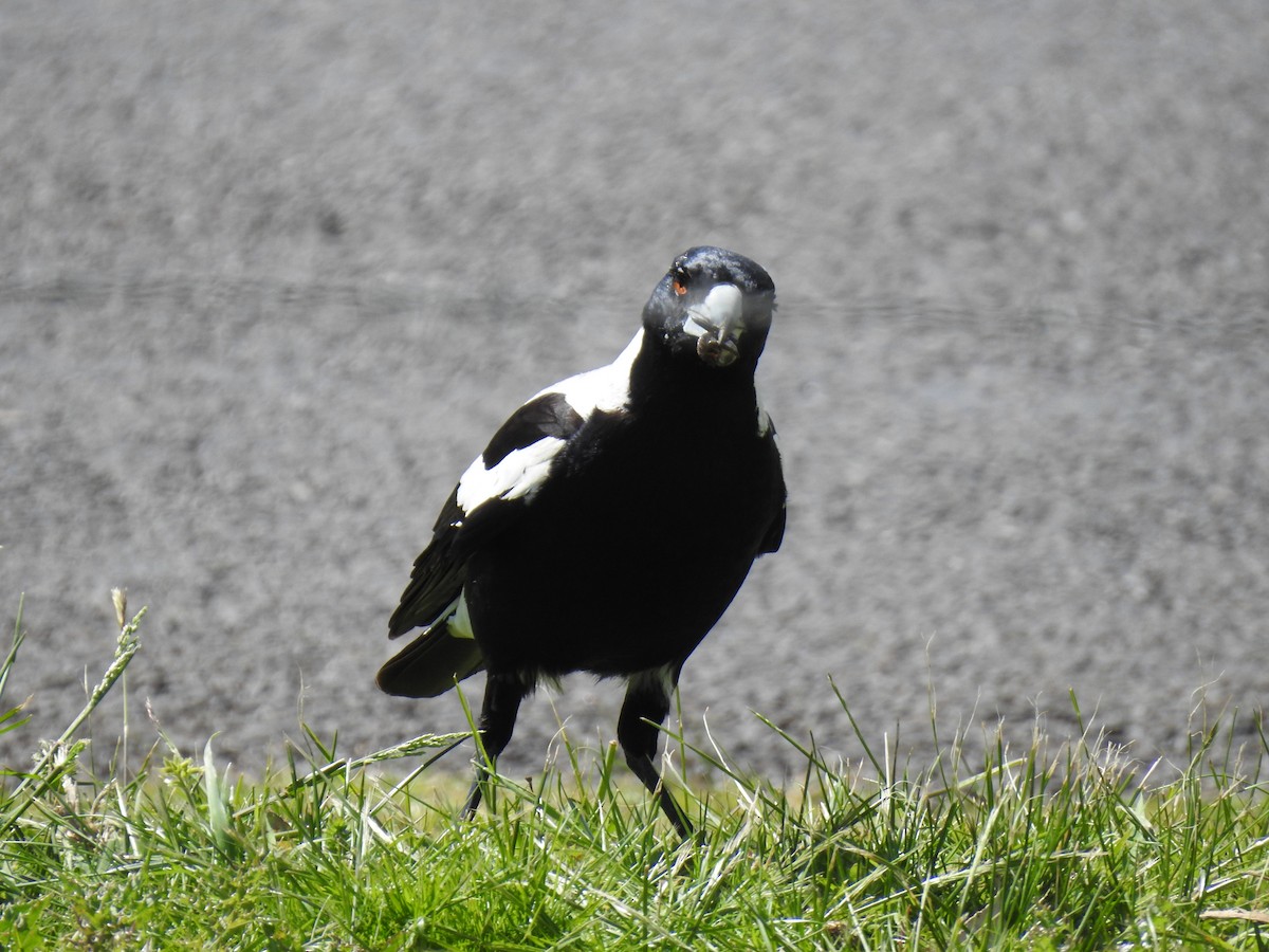 Australian Magpie - ML643219658