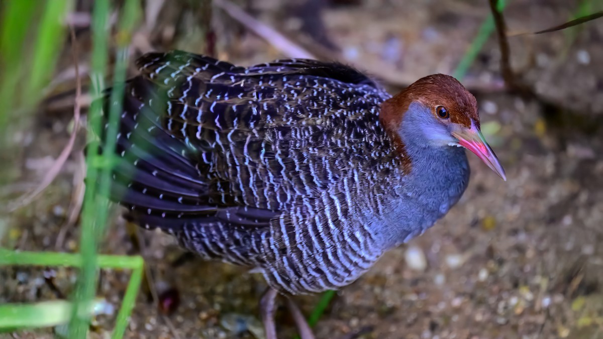 Slaty-breasted Rail - ML643219660