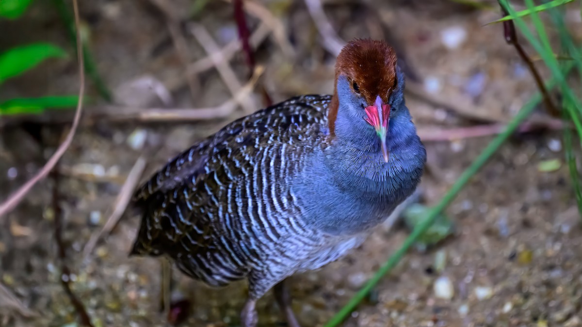 Slaty-breasted Rail - ML643219661