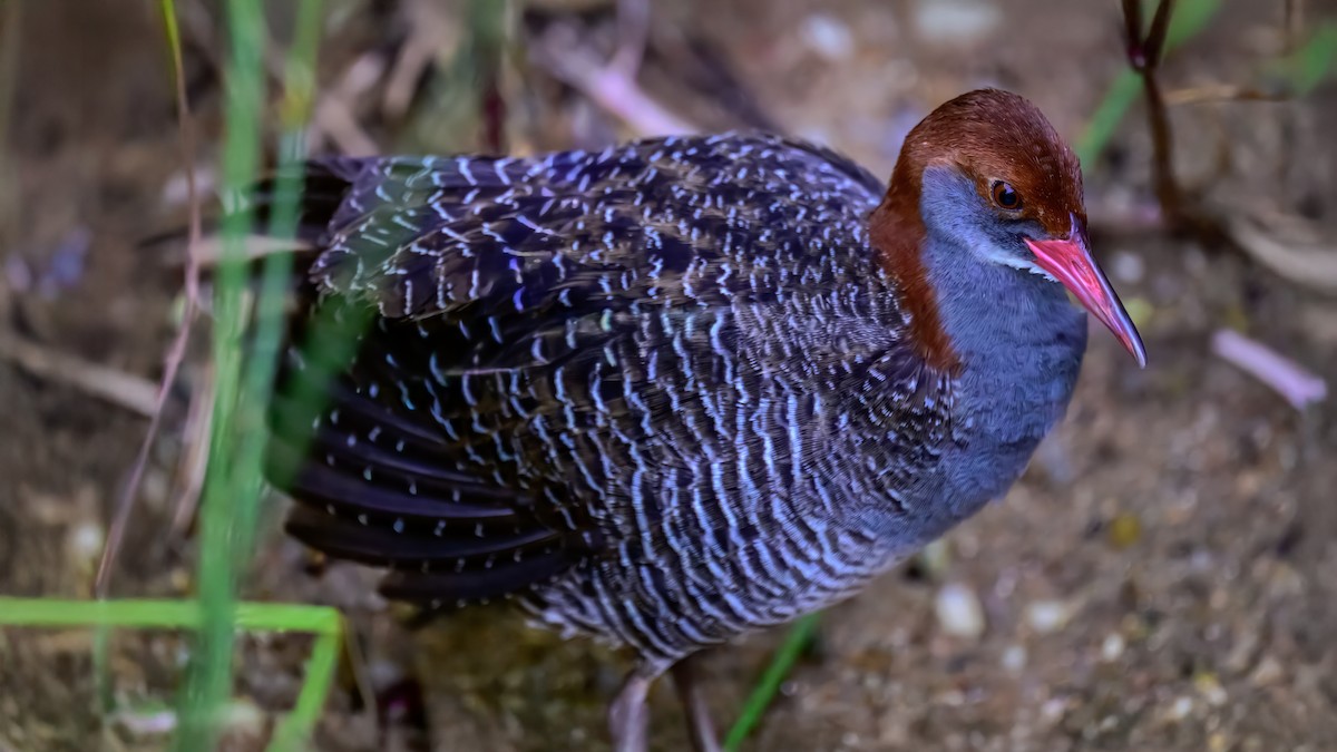 Slaty-breasted Rail - ML643219662